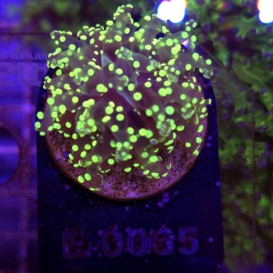 Euphyllia Paradivisa Yellow WYSIWYG #E0065