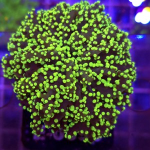 Euphyllia Paradivisa Yellow WYSIWYG #E0098