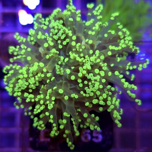 Euphyllia Paradivisa Yellow WYSIWYG #E0165