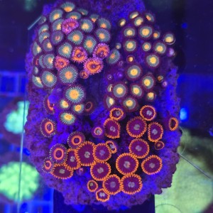 ZOA Garden Mix WYSIWYG #E0145
