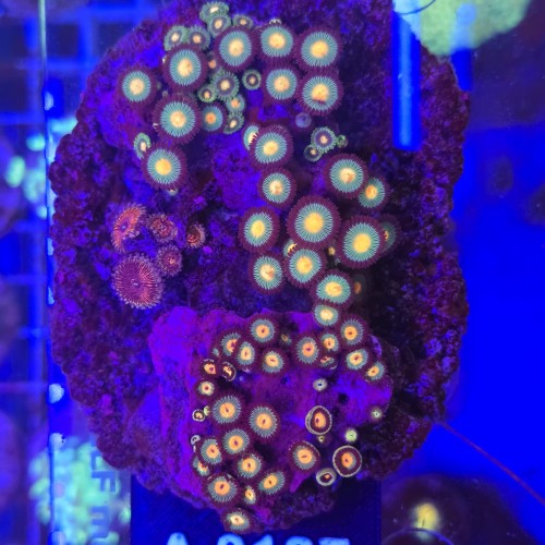 ZOA Garden Mix WYSIWYG #A0127