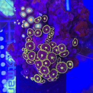ZOA Garden Mix WYSIWYG #E0231