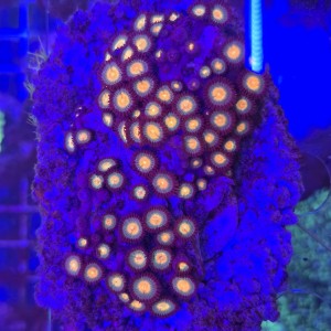 ZOA Garden Mix WYSIWYG #E0215