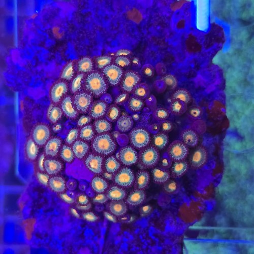 ZOA Garden Mix WYSIWYG #E0163