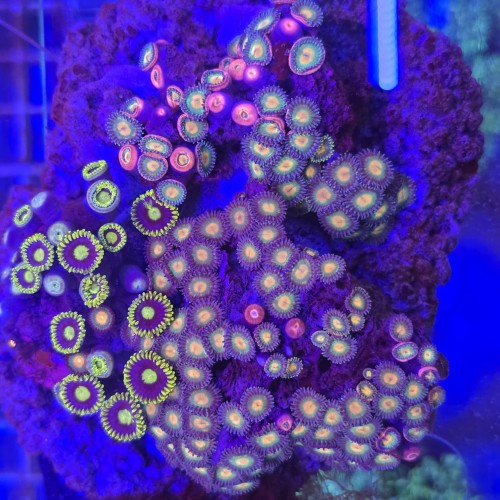ZOA Garden Mix WYSIWYG #G0043