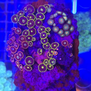ZOA Garden Mix WYSIWYG #E0164