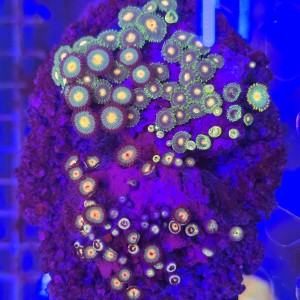 ZOA Garden Mix WYSIWYG #A0168