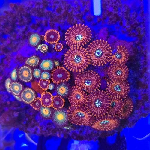 ZOA Garden Mix WYSIWYG #E0082