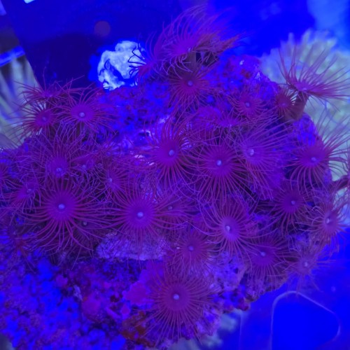 Parazoanthus WYSIWYG #E0115