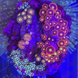 ZOA Garden Mix WYSIWYG #E0032