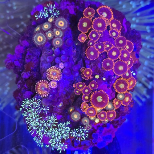 ZOA Garden Mix WYSIWYG #E0032