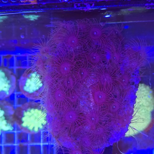 Parazoanthus WYSIWYG #E0009