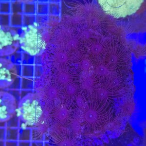 Parazoanthus WYSIWYG #G0060