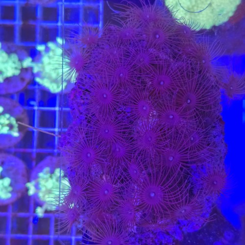 Parazoanthus WYSIWYG #G0060