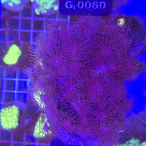 Parazoanthus WYSIWYG #E0171