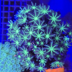 Clavularia Papaya matecznik XL WYSIWYG #A0187