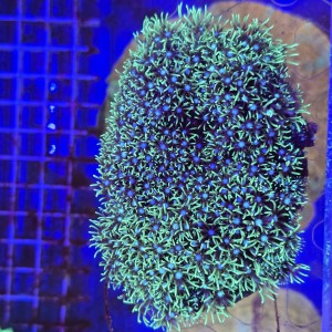 Briareum Fluo Green - frag  #2