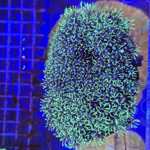 Briareum Fluo Green - frag  #2