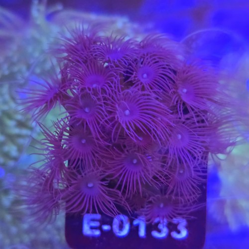 Parazoanthus WYSIWYG #E0133