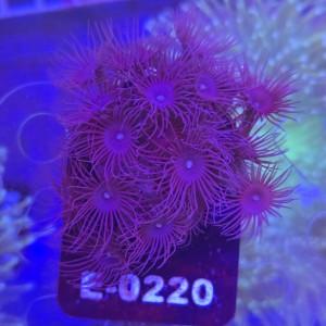 Parazoanthus WYSIWYG #E0220