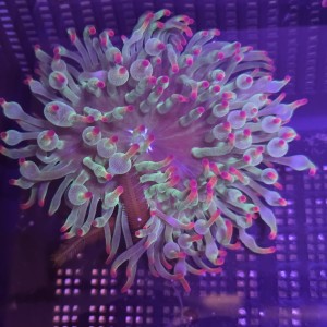 Ukwiał Entacmaea quadricolor (bubble anemone, green with red tips)