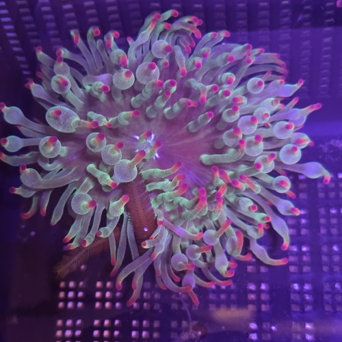 Ukwiał Entacmaea quadricolor (bubble anemone, green with red tips)
