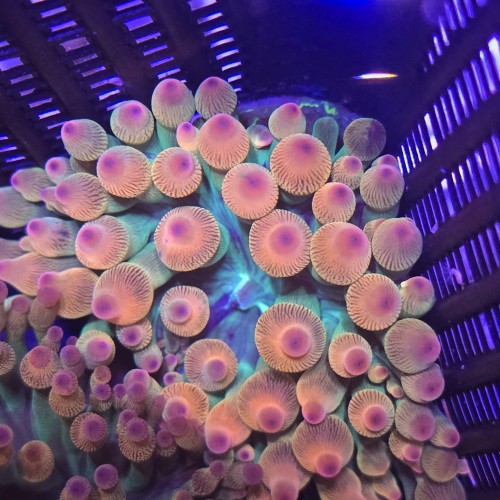 Ukwiał Entacmaea Quadricolor Rainbow