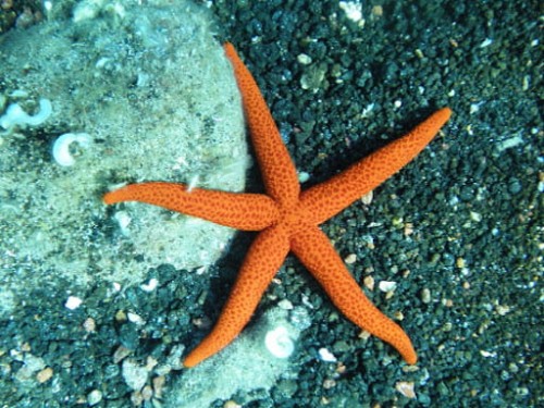 Echinaster sp. Orange star fish rozgwiazda pomarańczowa (M)
