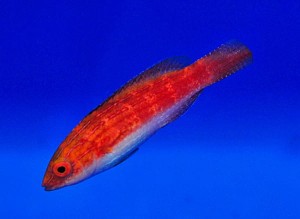 Cirrhilabrus naokoae (female) (M)