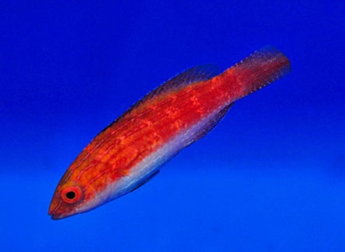 Cirrhilabrus naokoae (female) (M)