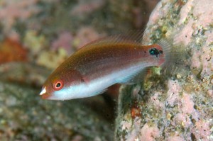 Cirrhilabrus cyanopleura wargacz female (M)