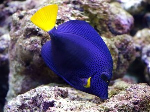 Zebrasoma xanthurum (L) - zebrasoma niebiesko-żółta