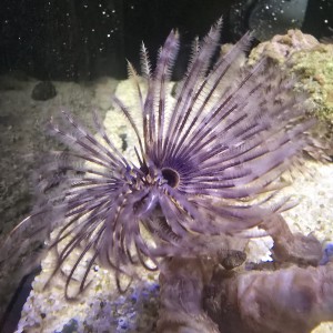 Sabellastarte indica – rurówka M