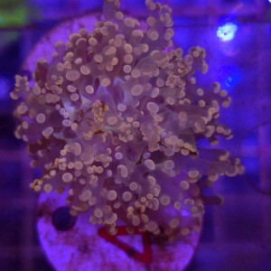 Euphyllia Paradivisa Orange WYSIWYG #44