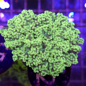 Euphyllia Paradivisa Yellow WYSIWYG #62