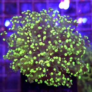 Euphyllia Paradivisa Yellow WYSIWYG #E0077