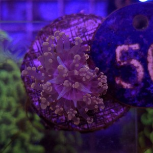 Euphyllia Paradivisa Orange WYSIWYG #50