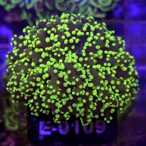 Euphyllia Paradivisa Yellow WYSIWYG #E0109