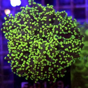 Euphyllia Paradivisa Yellow WYSIWYG #E0129