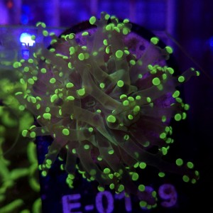 Euphyllia Paradivisa Yellow WYSIWYG #E0199