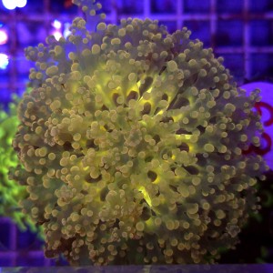 Euphyllia Divisa Ultra Yellow XL WYSIWYG #63