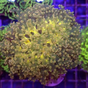 Euphyllia Divisa Ultra Yellow XL WYSIWYG #32