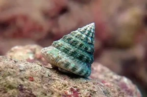 Tectus fenestratus  – Ślimak do Akwarium Morskiego (Glonożerny Reef Cleaner) 