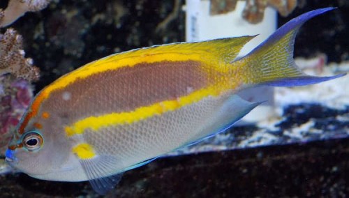 Genicanthus bellus samiec – Bellus Angelfish (rozmiar M) 