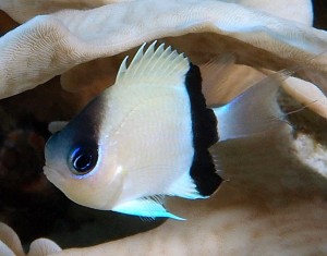 Chromis retrofasciata (M) 