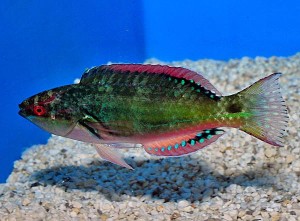 Cirrhilabrus cf. exquisitus (M) – Exquisite Fairy Wrasse Samica do Akwarium Morskiego 
