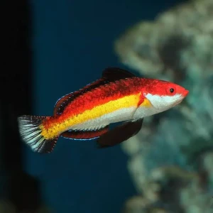 Cirrhilabrus naokoae samiec (M) – wargacz Wrasse