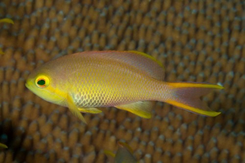species_47_5ead2edd8dc11.w1000.h666.jpg