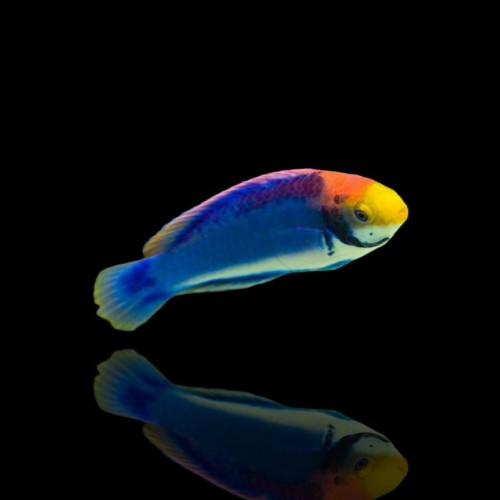 cirrhilabrus-solorensis-bali-red-head-solon-fairy-wrasse-m.jpg