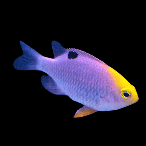 Talbot-Damsel-Chromis-Chrysiptera-Talboti.png